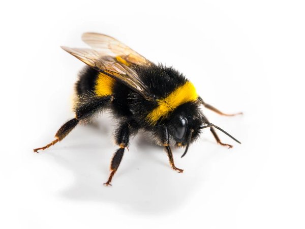 Bee Trucking and Transport logo